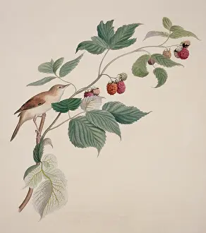 Communis: Sylvia communis, greater whitethroat