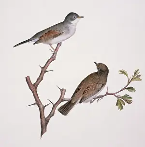 Communis: Sylvia communis, greater whitethroat