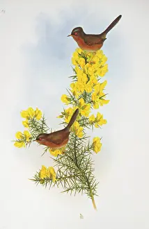Dartford: Sylvia undata, Dartford warbler