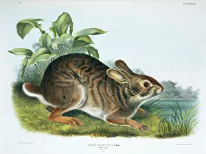Cervidae: Sylvilagus aquaticus, swamp rabbit