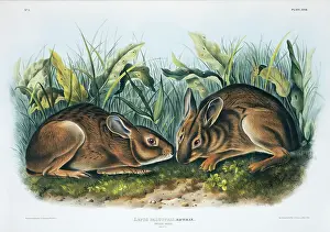 Palustris: Sylvilagus palustris, marsh rabbit