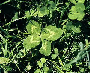 Oxalis: Symbolic Good Luck Four-Leaf Clover