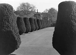 Montacute: SYMMETRICAL TOPIARY