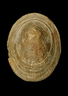 Fortey: Symmetrocapulus, limpet
