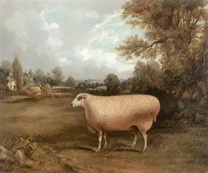 Widgery: Symmetry - A Prize Ram