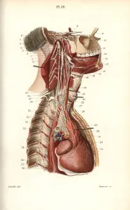 Cardiac: Sympathetic nervous system in the cardiac plexus