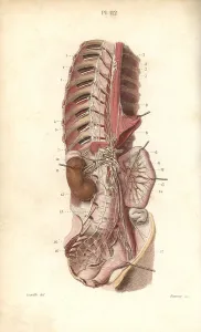 Plexus: Sympathetic nervous system in the thoracic