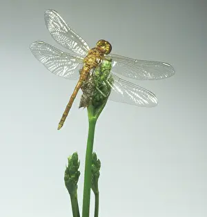 Skimmer: Sympetrum striolatum, common darter dragonfly