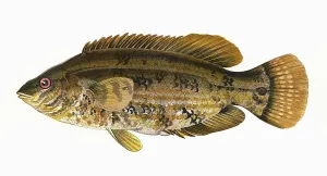 Wrasse: Symphodus bailloni, or Baillon's Wrasse