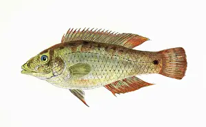 Wrasse: Symphodus melops, or Corkwing Wrasse