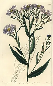 Aster: Symphyotrichum laeve