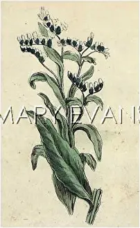 Comfrey: SYMPHYTUM OFFICINALE