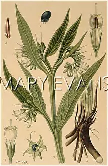 Comfrey: SYMPHYTUM OFFICINALE