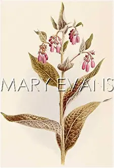 Comfrey: SYMPHYTUM OFFICINALE