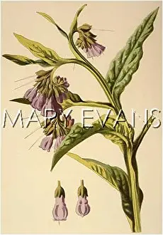 Comfrey: SYMPHYTUM OFFICINALE