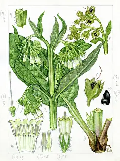 Bentham: Symphytum officinale - common comfrey