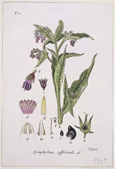 Officinalis: Symphytum officinale, common comfrey