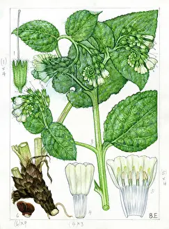 Profusely: Symphytum orientale - white comfrey