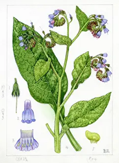 Strudwick: Symphytum peregrinum - comfrey