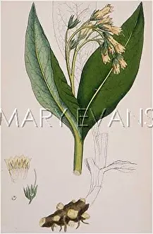 Comfrey: SYMPHYTUM TUBEROSUM