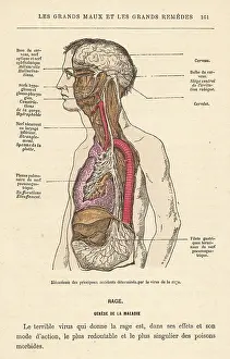 Symptoms: SYMPTOMS OF RABIES 1870