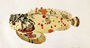 Rockfish: Synanceja verrucosa, poison stonefish