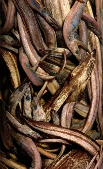 Anguilliform: Synaphobranchus kaupi, arrowtooth eel