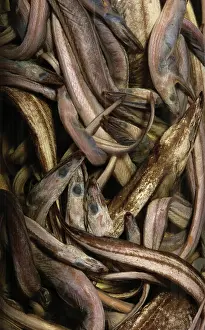 Anguilliform: Synaphobranchus kaupi, arrowtooth eel