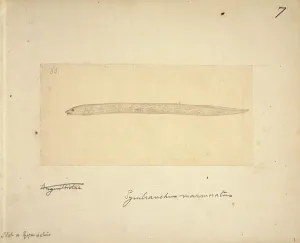 Marbled: Synbranchus marmoratus, swamp eel