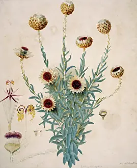 Everlasting: Syncarpha vestita, Cape everlasting
