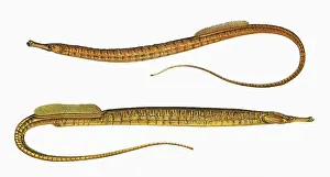Syngnathus: Syngnathus aequoreus, or Ocean Pipefish