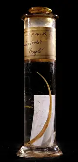 Syngnathidae: Syngnathus crinitus, banded pipefish