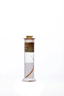 Galapagos: Syngnathus crinitus, insular pipefish
