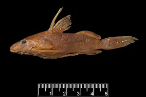 Catfish: Synodontis maculipinna, catfish
