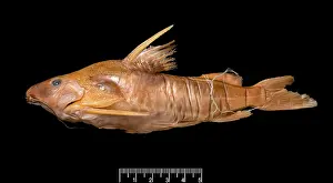 Catfish: Synodontis maculipinna, catfish