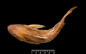 Catfish: Synodontis maculipinna, catfish