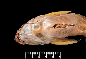 Catfish: Synodontis maculipinna, catfish