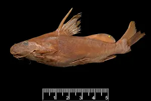 Catfish: Synodontis maculipinna, catfish
