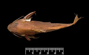 Catfish: Synodontis maculipinna, catfish
