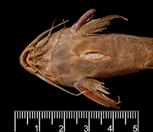 Catfish: Synodontis maculipinna, catfish