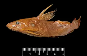 Catfish: Synodontis maculipinna, catfish