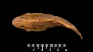 Catfish: Synodontis maculipinna, catfish