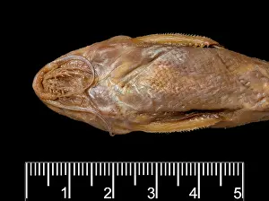 Catfish: Synodontis maculipinna, catfish