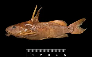 Catfish: Synodontis maculipinna, catfish