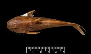 Catfish: Synodontis maculipinna, catfish