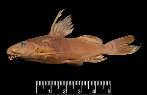 Catfish: Synodontis maculipinna, catfish