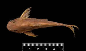 Catfish: Synodontis maculipinna, catfish