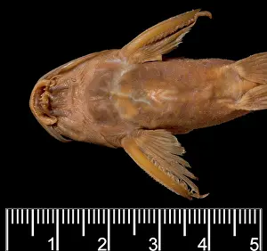 Catfish: Synodontis maculipinna, catfish