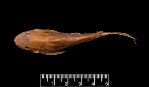 Catfish: Synodontis maculipinna, catfish