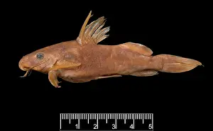 Catfish: Synodontis maculipinna, catfish